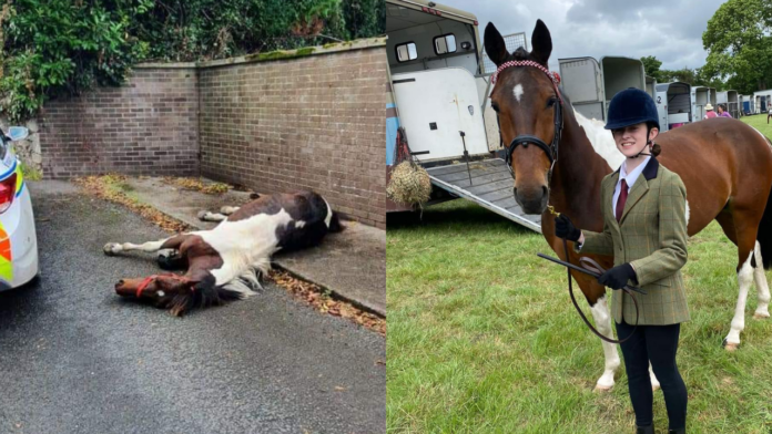 Un caballito fue utilizado para carreras y abandonado a su suerte luego de haber sido explotado, afortunadamente, el animalito tuvo una segunda oportunidad.