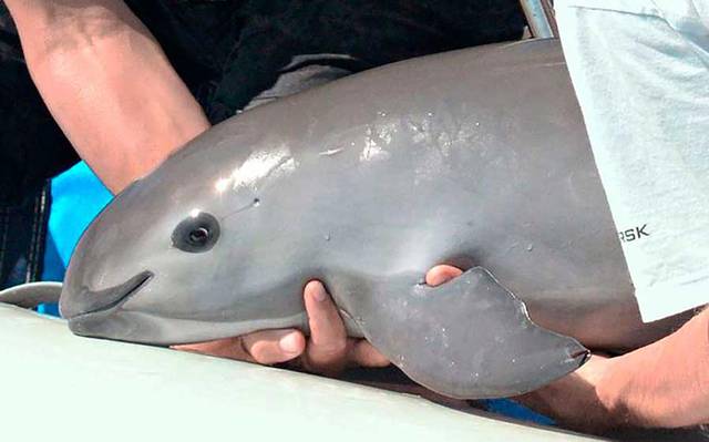 La esperanza es lo que muere a lo último y a pesar de que la Vaquita Marina es una especie prácticamente extinta la fe de poder conservarla