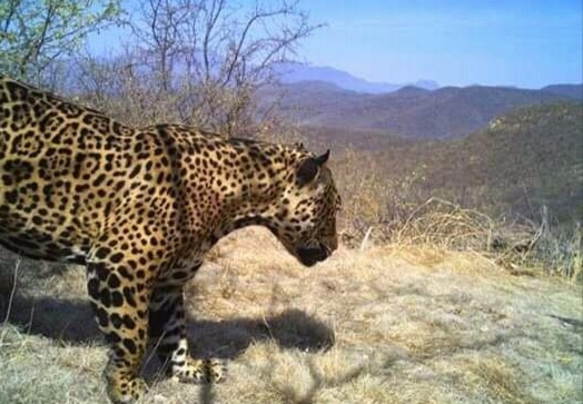 Captan un jaguar en Álamos