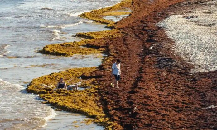 Sargazo, ¿amenaza para las playas de México?