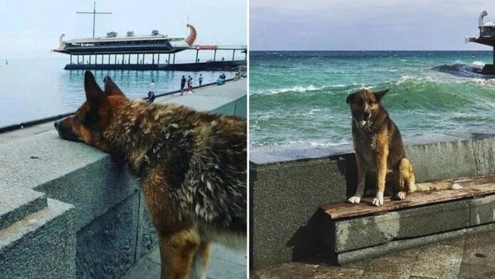 Muere el ‘Hachiko de Crimea’, el perrito que esperó a su dueño por 12 años