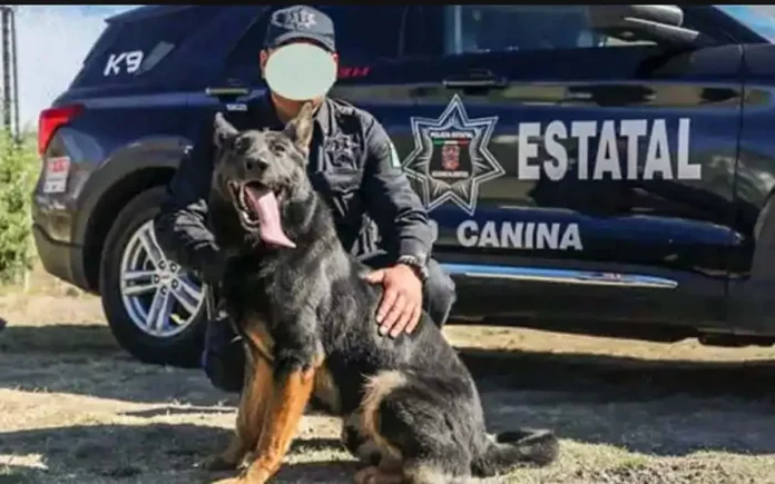 Perrita policía 'Nochebuena' murió tras haber estado encerrada horas en patrulla