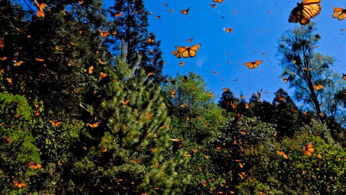 Desplome histórico de la población de mariposas monarca en México: un llamado urgente a la acción